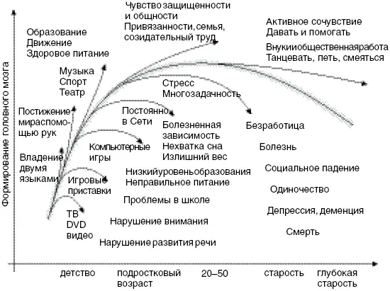 141 Формирование головного мозга в течение всей жизни подъем и упадок на - фото 76