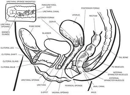 PHYSIOLOGY The vagina is a muscular tube that connects the cervix with the - фото 1