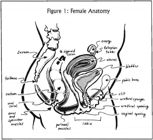 Two musclesthe anal sphincterssurround the anal opening see figures 1 and - фото 2