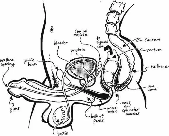 The Gspot or urethral sponge is a raised area of tissue wrapped around the - фото 4