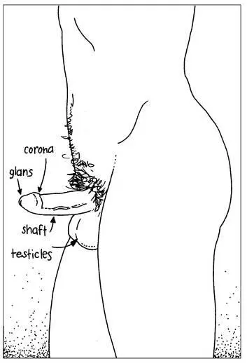 Illustration 4 How Do I Look If you want to compare how you look to men in - фото 4