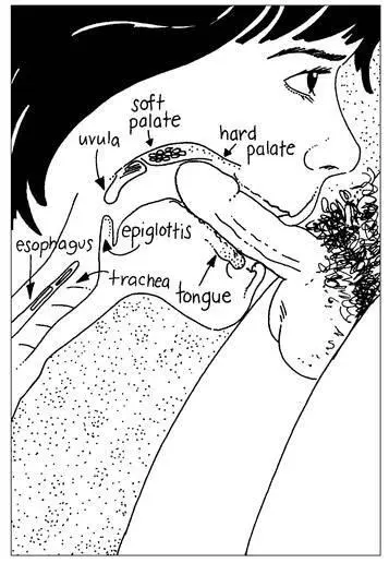 Illustration 10 Anatomy of the Mouth and Throat Our lips are the first thing - фото 17