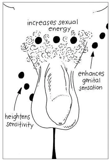 Illustration 12 Increasing Sexual Energy and Awareness Increasing Sexual - фото 19