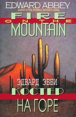 Эдвард Эбби Костер на горе обложка книги