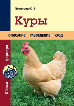 Юлия Потапова Куры обложка книги