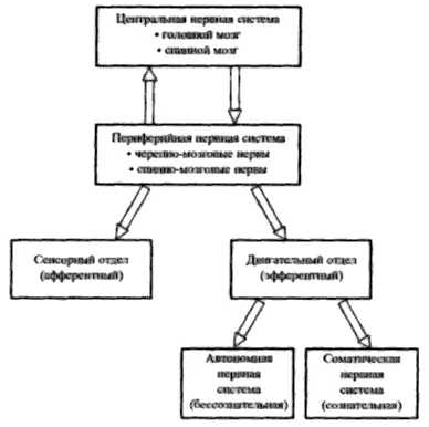 Рис 5 Функциональная организация нервной системы Чтобы завершить здесь - фото 6