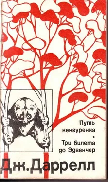 Джеральд Даррел Три билета до Эдвенчер. Путь кенгуренка. обложка книги