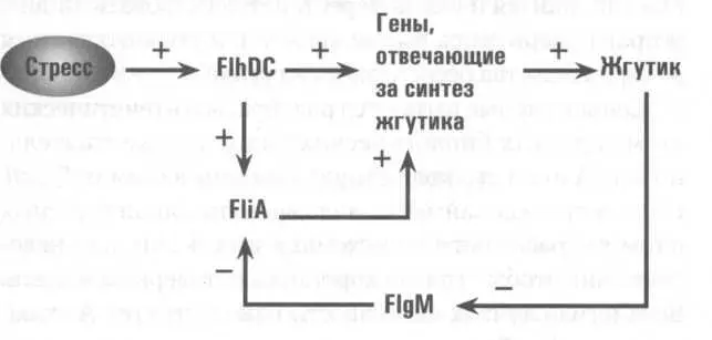Этот элегантный генетический механизм делает E coli царицей в лучшем из миров - фото 9