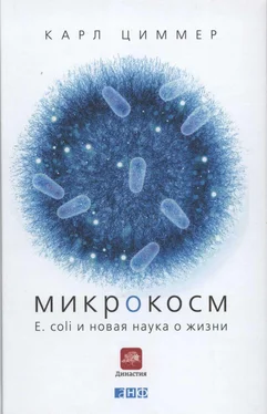 Карл Циммер Микрокосм. E. coli и новая наука о жизни обложка книги