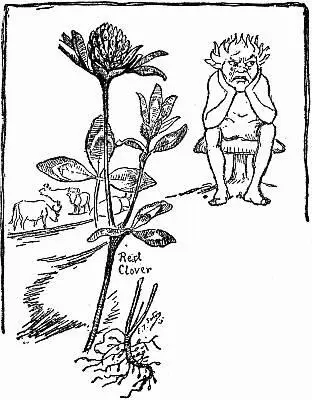 How the Red Clover Got the White Mark on Its Leaves Once upon a time a Bee a - фото 18