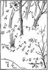 Ernest Seton - Woodland Tales