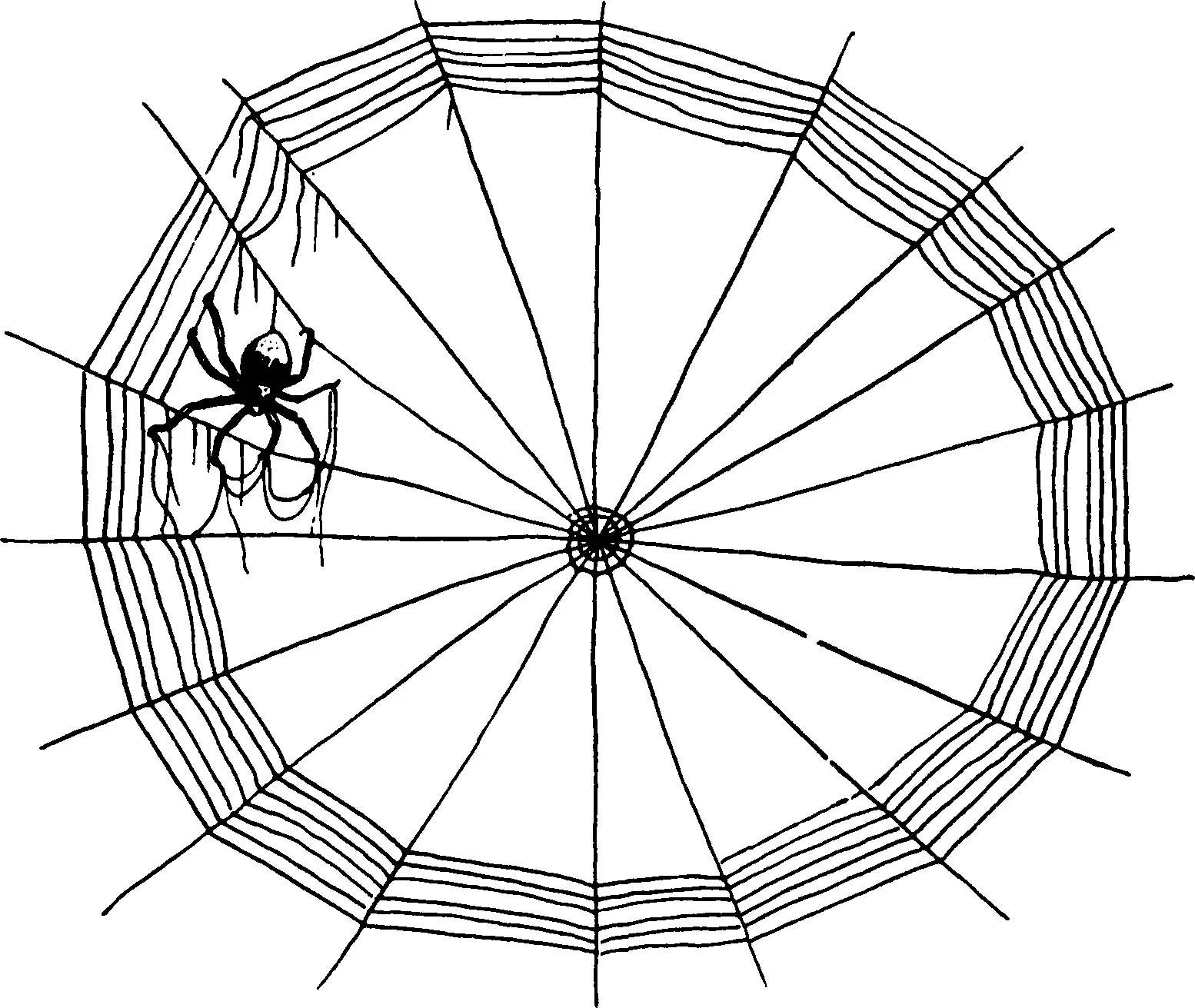 Note Similar to a wagon wheel with spokes A spider can produce several kinds - фото 24