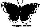 A black Butterfly flew over and Yan learned that it was a Camberwell Beauty - фото 15