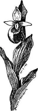 Yan did not know that he had stumbled on a secret of the Indian medicine bag - фото 19
