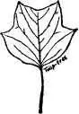 of original forest trees Hemlock Pine Birch and Elm of the largest size - фото 22