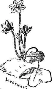 VII The Shanty He had none but the poorest of tools but he set about - фото 25