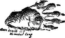 Is it natural size Yes sir Yep thats a Coon track all right You - фото 37