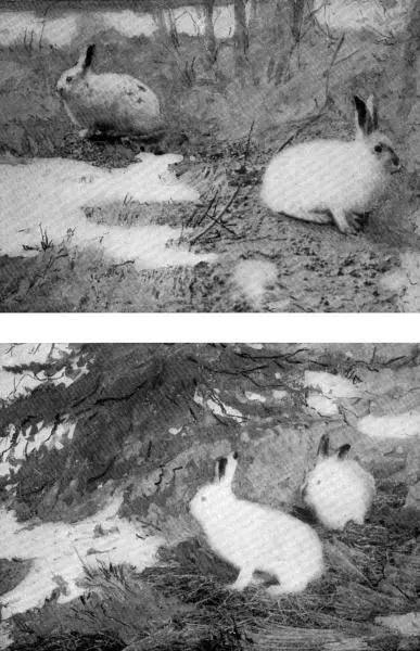 XXVII The Snowshoe Hare is a cross between a Rabbit and a Snowdrift - фото 105