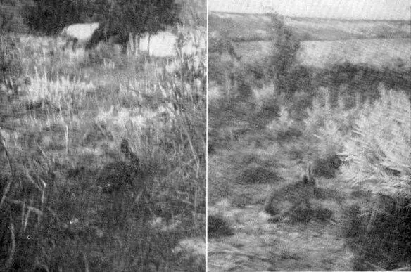 XXVIII The Cottontail freezing Photos after sunset by E T Seton If - фото 106