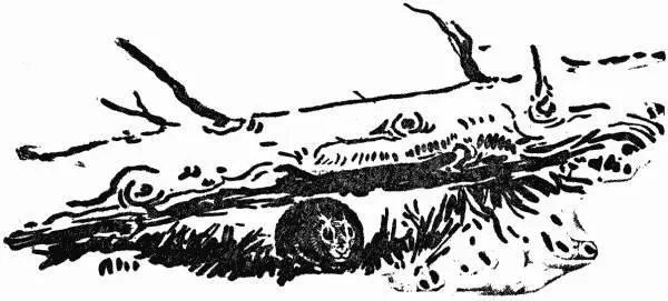 BUNNYS RIDE There is a certain wild hunter instinct in us all a wish to - фото 117
