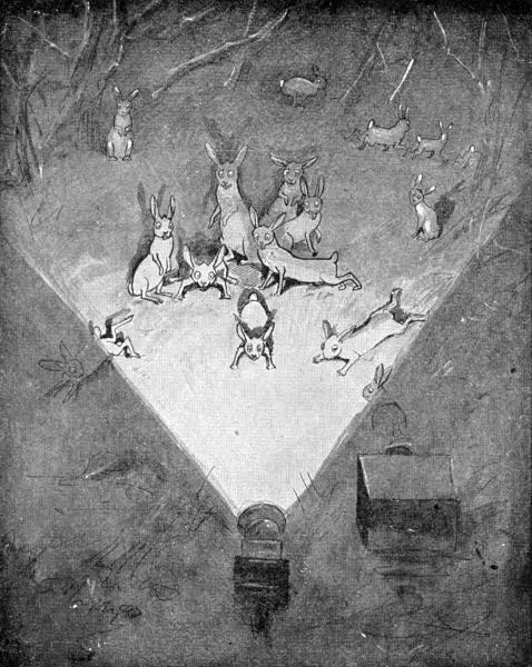 XXXI Snowshoe Rabbits fascinated by the lantern Sketched in the Bitterroot - фото 130