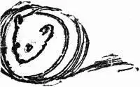 Since the creature is chiefly nocturnal the traveller is not likely to see it - фото 135