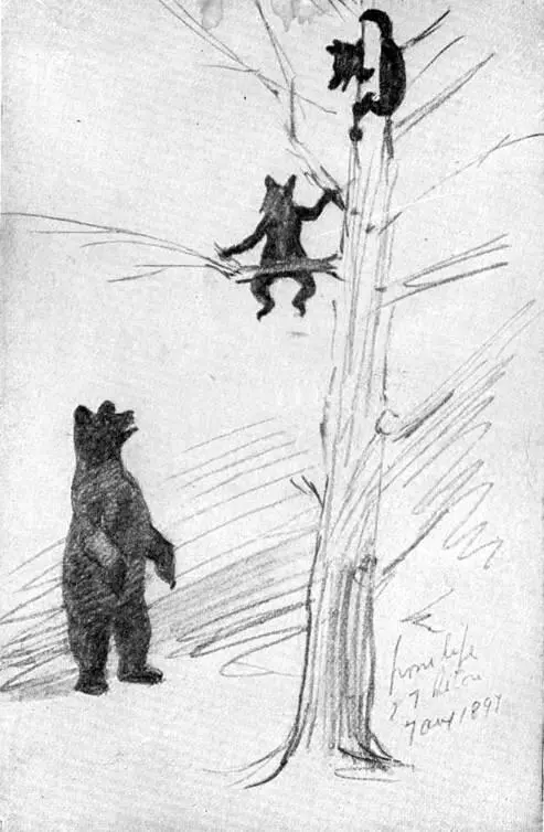 XXXVIII Sketch of the Bear Family as made on the spot By E T Seton - фото 149