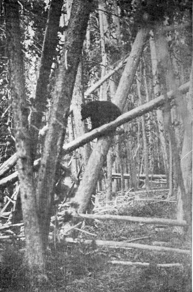 XLII One meets the Bears at nearly every turn in the woods Photo by E T - фото 155