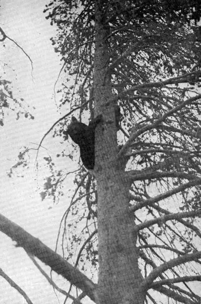 XLIII The shyer ones take to a tree if one comes too near Photo by E T - фото 161