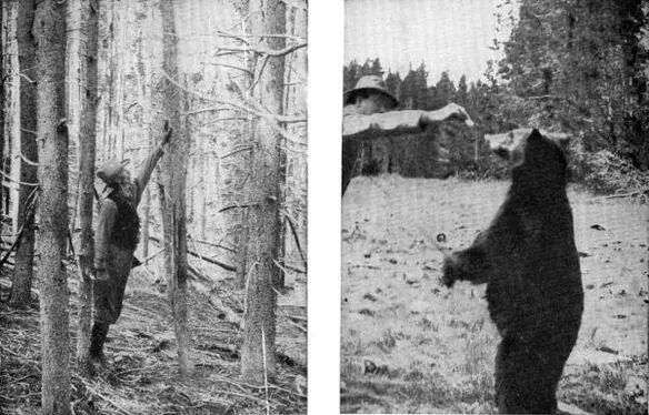 XLVI a Tom Newcomb pointing out the bears mark Photo by E T Seton - фото 169