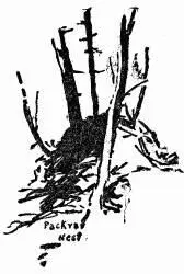 Packrat nest As you cross any of the level wellgrassed prairie regions in - фото 19