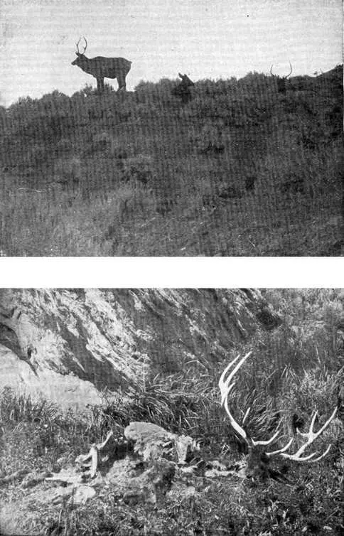 XIII Elk in Wyoming a Dawn Photo by E T Seton b Nightfall - фото 49