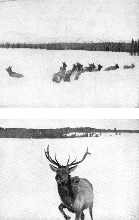 XIV Elk on the Yellowstone in winter a Caught in eight feet of snow - фото 52
