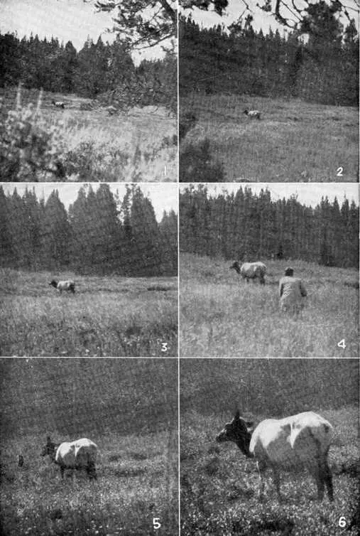 XV The first shots at the Hoodoo Cow Photos by E T Seton I replied - фото 54