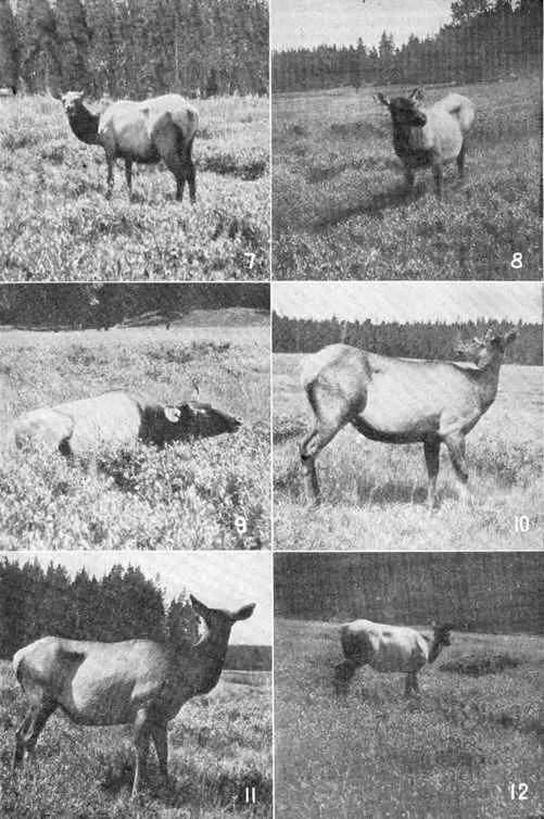 XVI The last shots at the Hoodoo Cow Photos by E T Seton By this time - фото 55