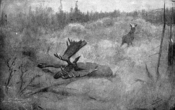 XVIII Moosethe Widow Drawing by E T Seton XIX Buffalo Groups a - фото 59