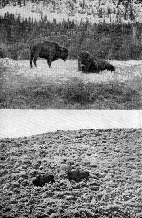 XIX Buffalo Groups a Bull and Cow at Banff b Yellowstone Bulls Photos - фото 60