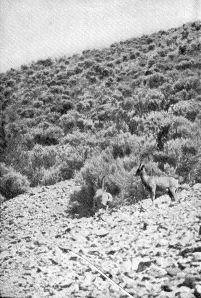 XXI Mountain Sheep on Mt Evarts Photo by E T Seton This action is - фото 64