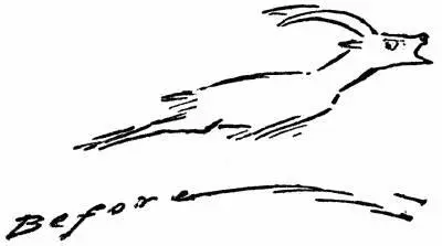In 1912 it was believed that in spite of poachers Cougars snow slides and - фото 65