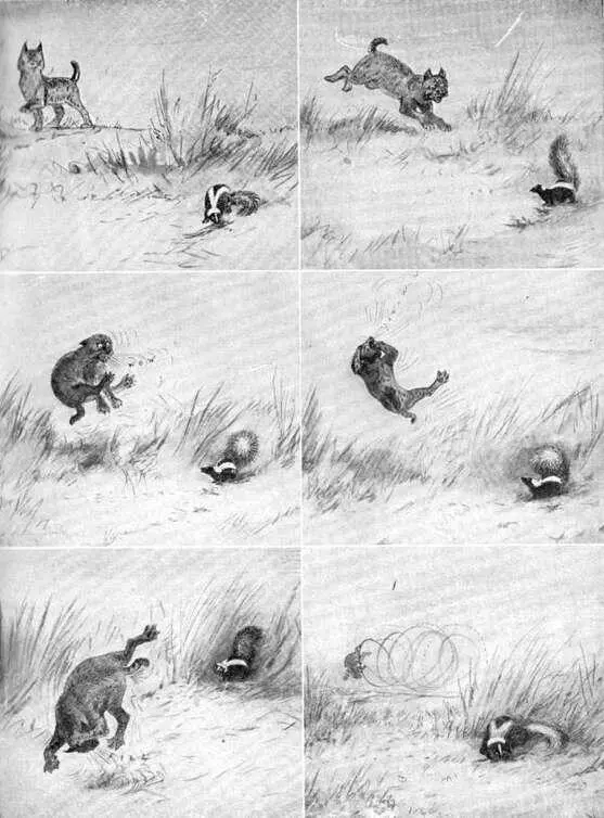 XXIII The six chapters of the Bobcats adventure a The Bobcat appears on - фото 78