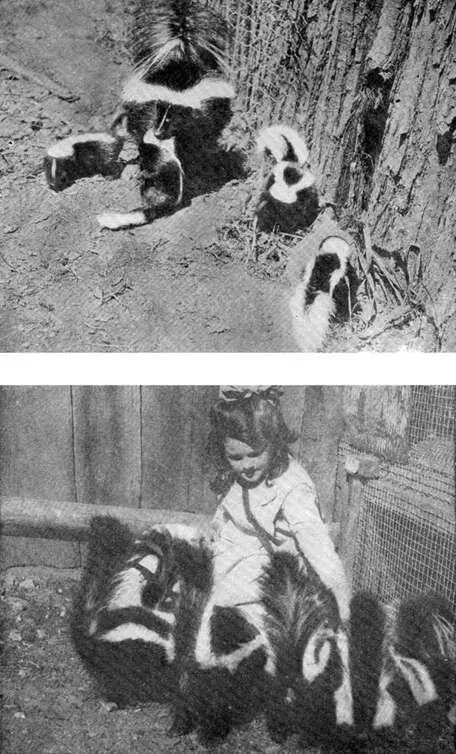 XXIV My tame Skunks a Mother Skunk and her brood b Ann Seton feeding her - фото 79