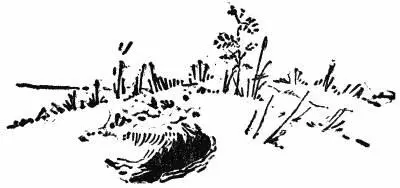 That evening the Badger brought the egg of a Prairie Chicken and set it down - фото 87