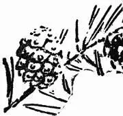 The pinyons or nuts of the pinyon pine are perhaps the most delicious nuts in - фото 94