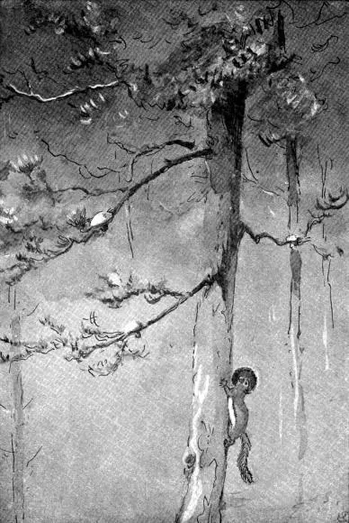 XXV Redsquirrel storing mushrooms for winter use Sketched from life in the - фото 95
