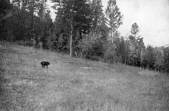 XXVI Chink stalking the Picketpin Photo by E T Seton A season I spent - фото 96