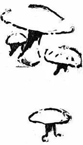 Now if the provident Squirrel stored these up as he does the pinyons in holes - фото 97