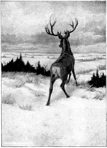 Scanned the White World for his Foe The Stag knew just how things stood a - фото 62