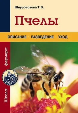 Татьяна Шнуровозова Пчелы обложка книги