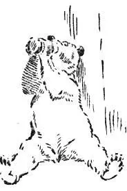 The monotony of his life was occasionally varied with a dog fight His - фото 24