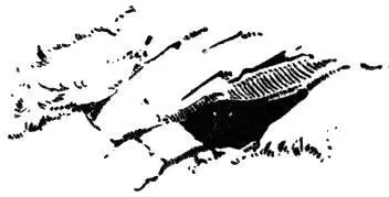 That was Jacks baptism of fire for the rifle had cut a deep fleshwound in - фото 39